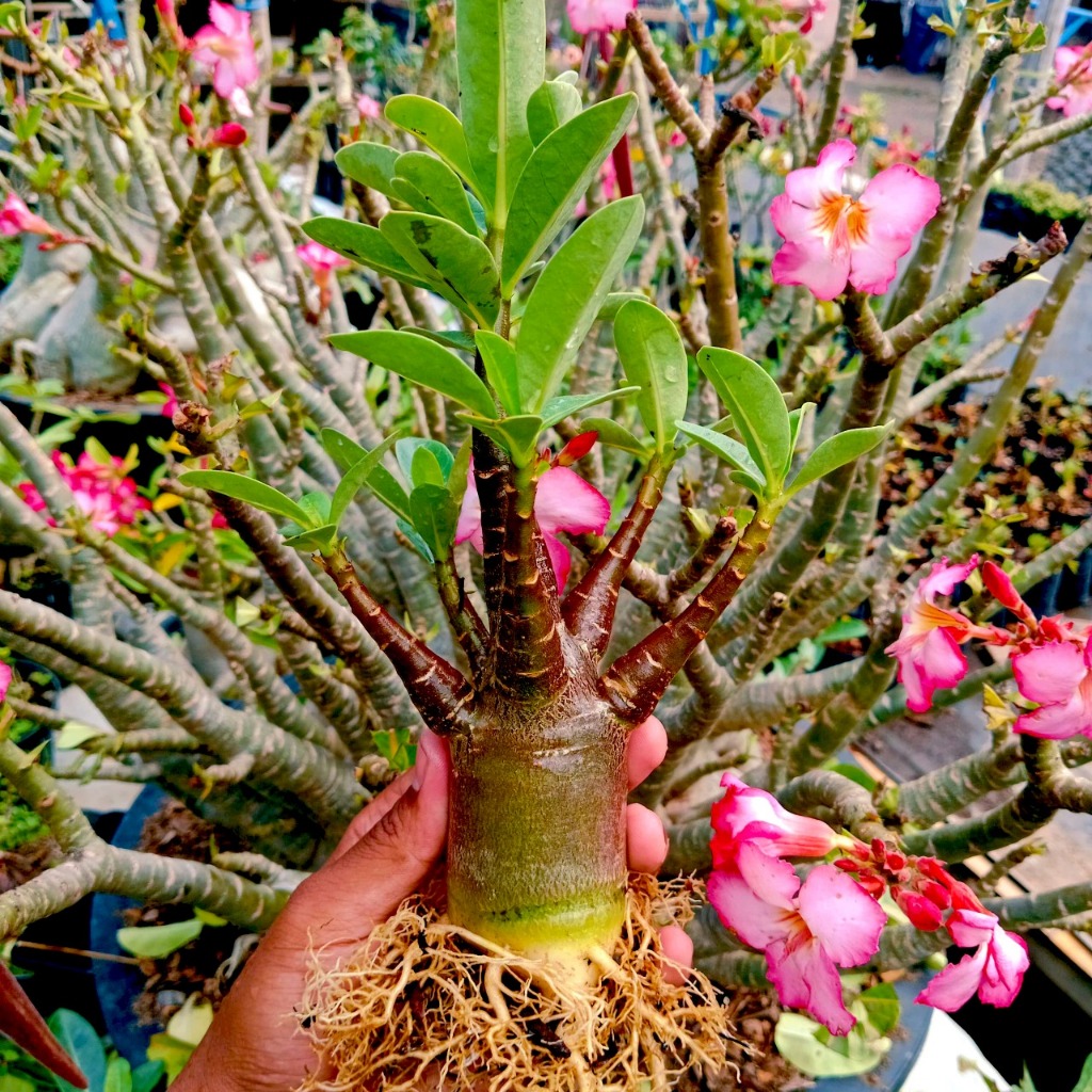Bibit Adenium/Kamboja Karakter Arabicum Hibrid | Bongol Gendut -Tunas Alami Mengikuti Bonggol, Tanpa