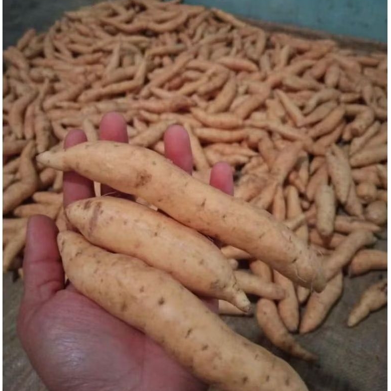 

Ubi Madu Cilembu Mentah MINI 1Kg