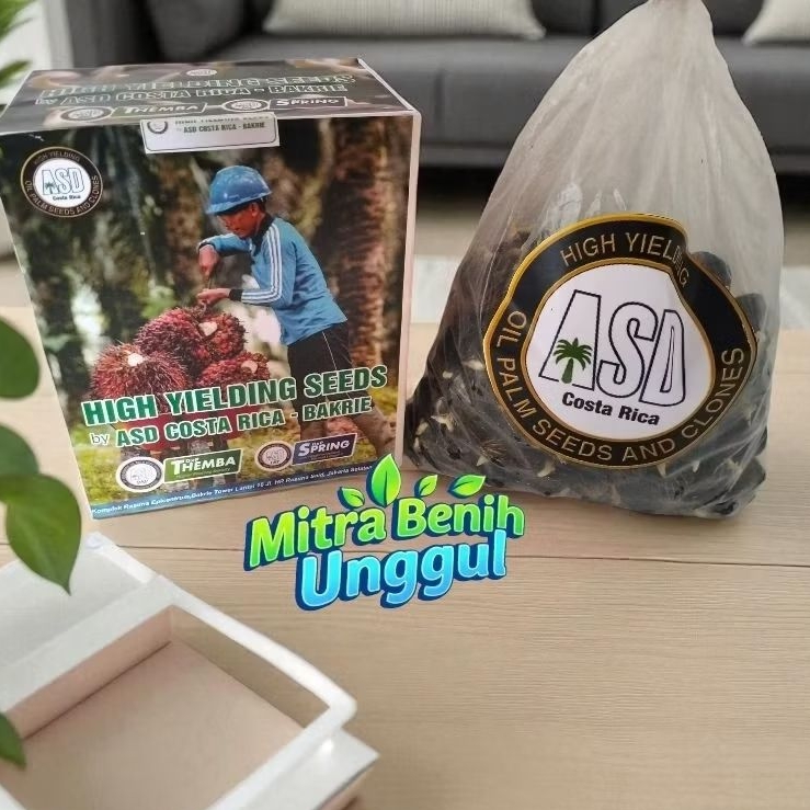 Benih kecambah sawit  Dxp Costarika Themba