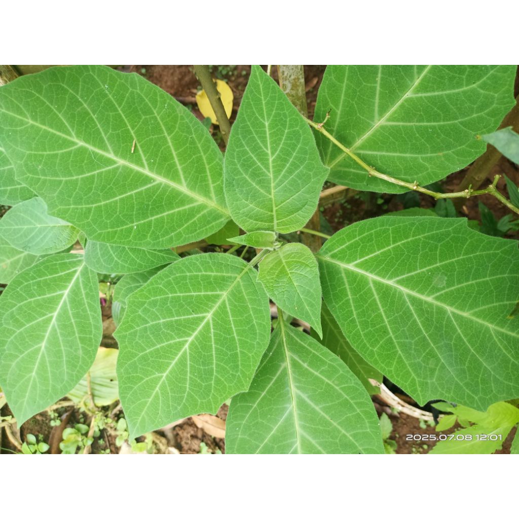 

daun kucubung sagar 100 gram