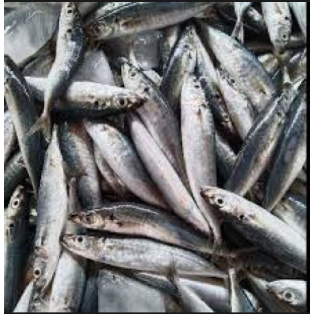 

IKAN DENCIS PULPEN