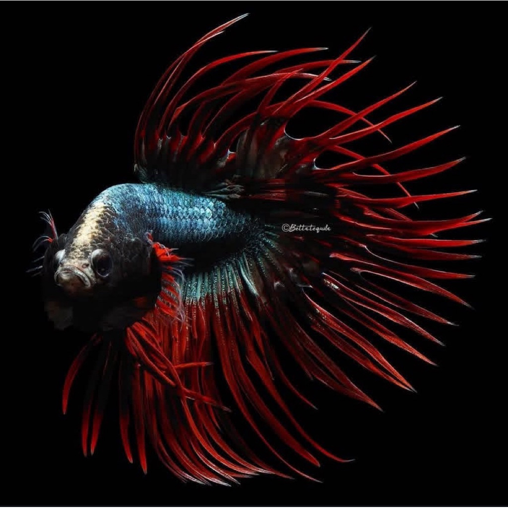 cupang serit ekor merah lebar, jantan galak, kualitas bagus, warna istimewa