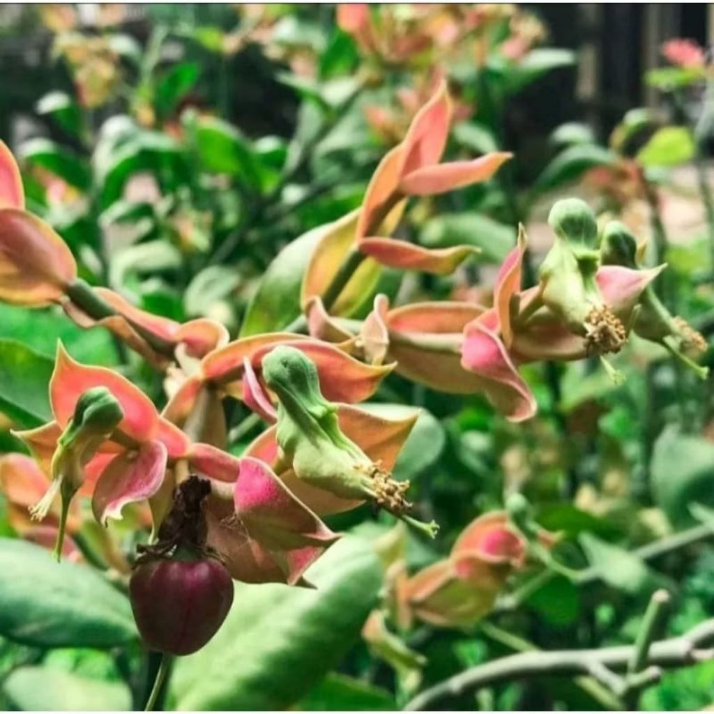 Tanaman Hias cucak rowo