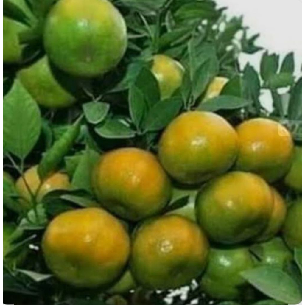 

Bibit Jeruk Siem Madu Berbuah