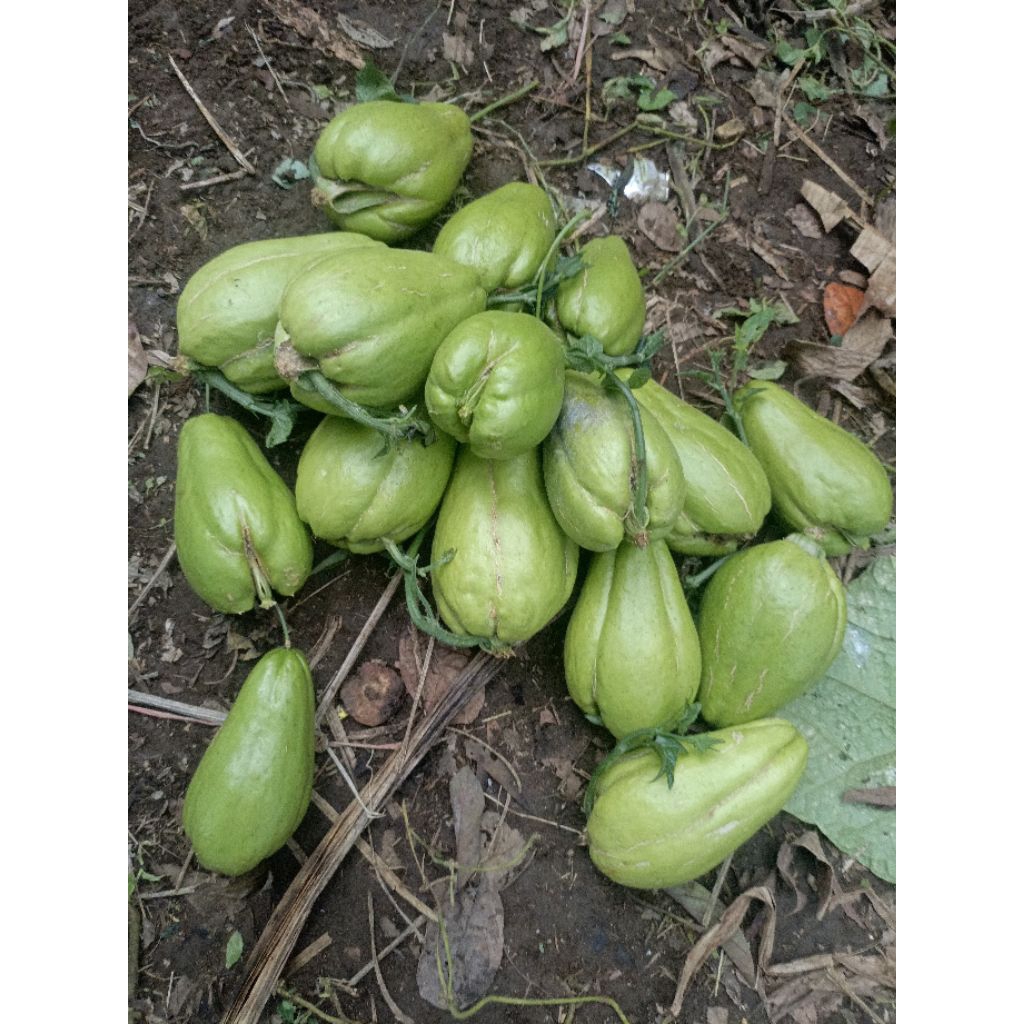 

binih labu siam kualitas unggul yuk dioerder binih labu siam gunung kawi