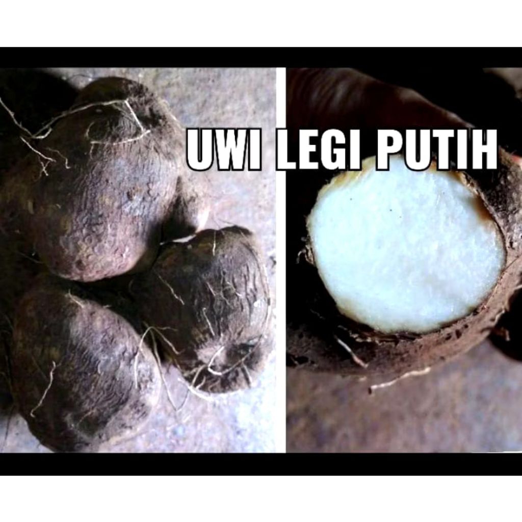 

UWI LEGI PUTIH 1KG