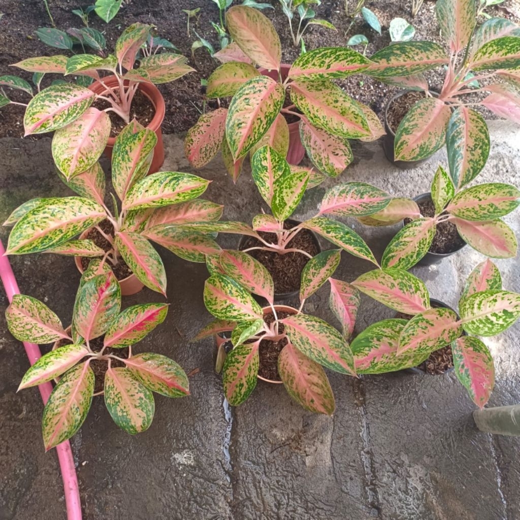 TANAMAN HIASA AGLONEMA PINK LADY