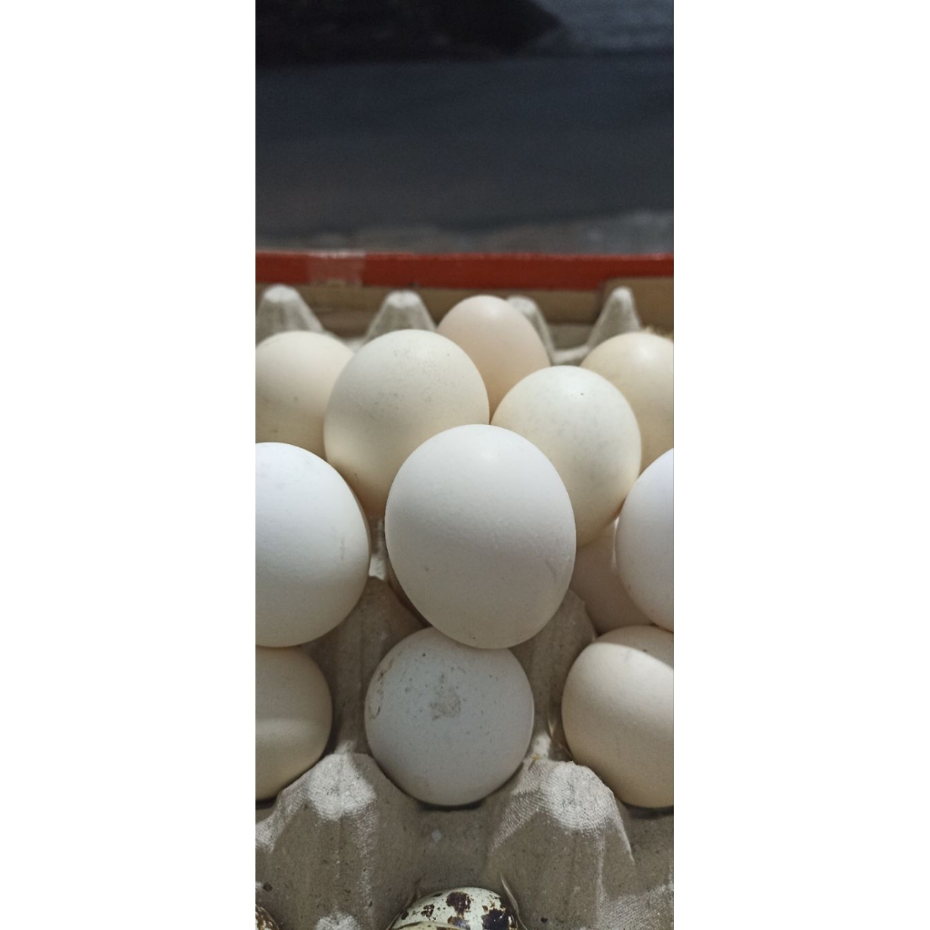 

Telur Ayam Kampung asli ( 6 Butir )