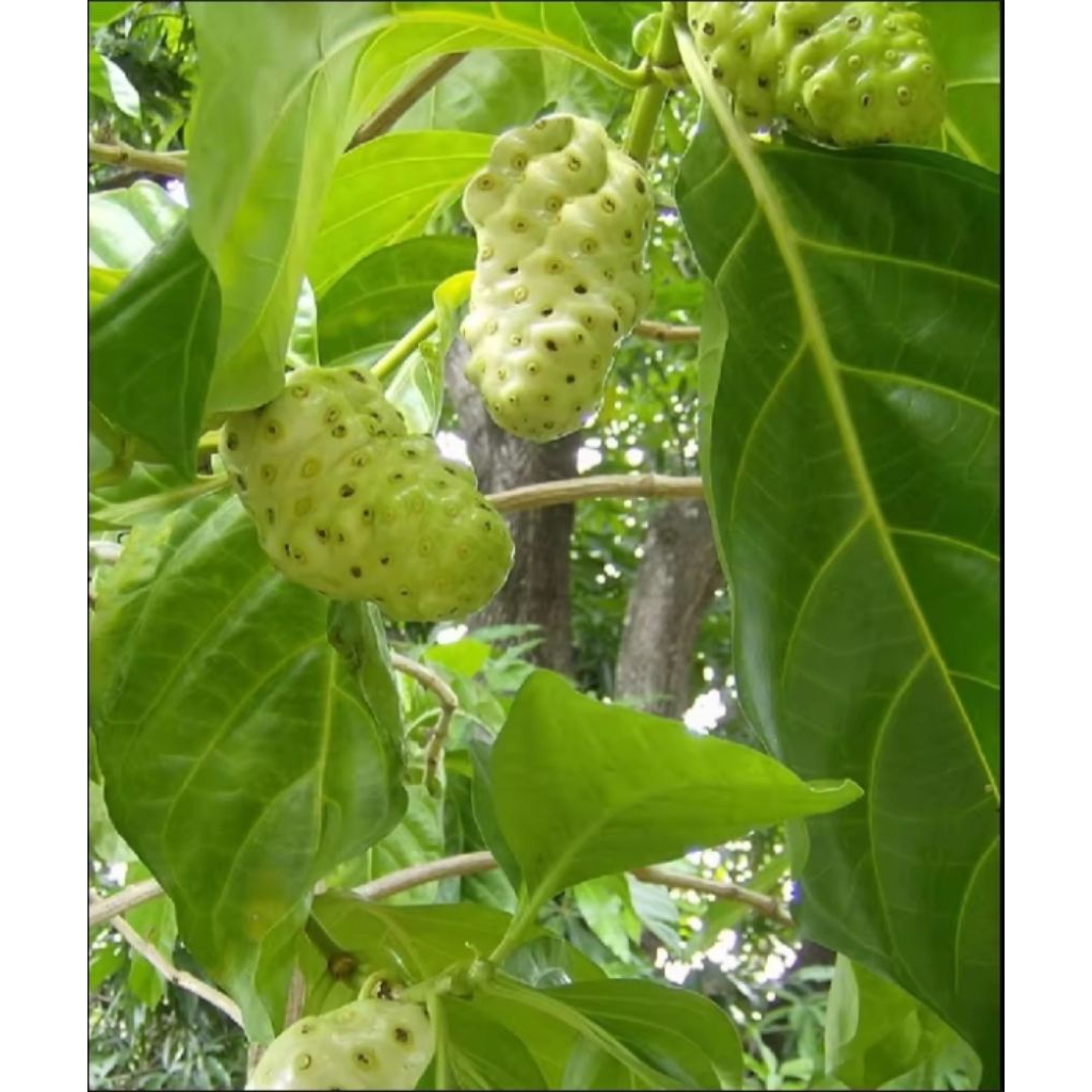 

Buah mengkudu tua / 1 kg