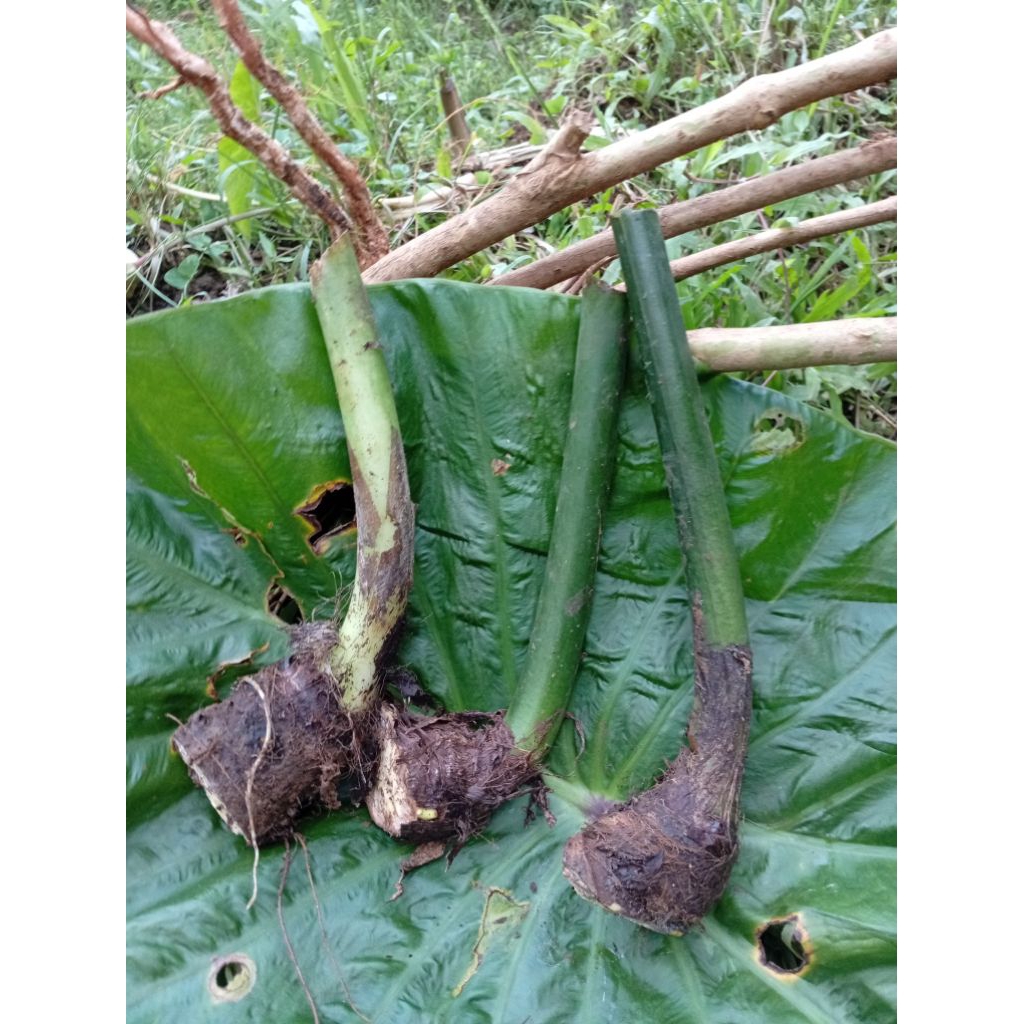 

talas beneng umbi talas beneng 1 kg