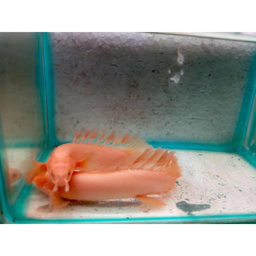 Palmas albino slayer /tankmate hiasan akuarium