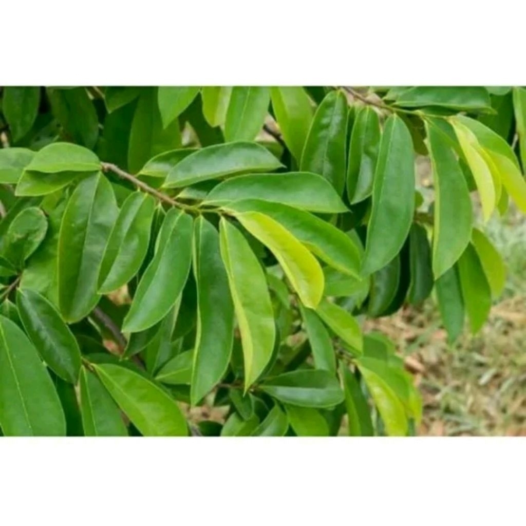 

Daun Sirsak Fresh petik saat ada orderan Herbal