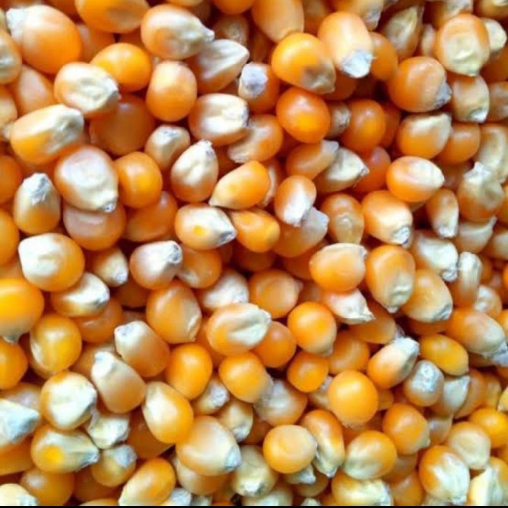 

Jagung pipil kering bersih 1kg