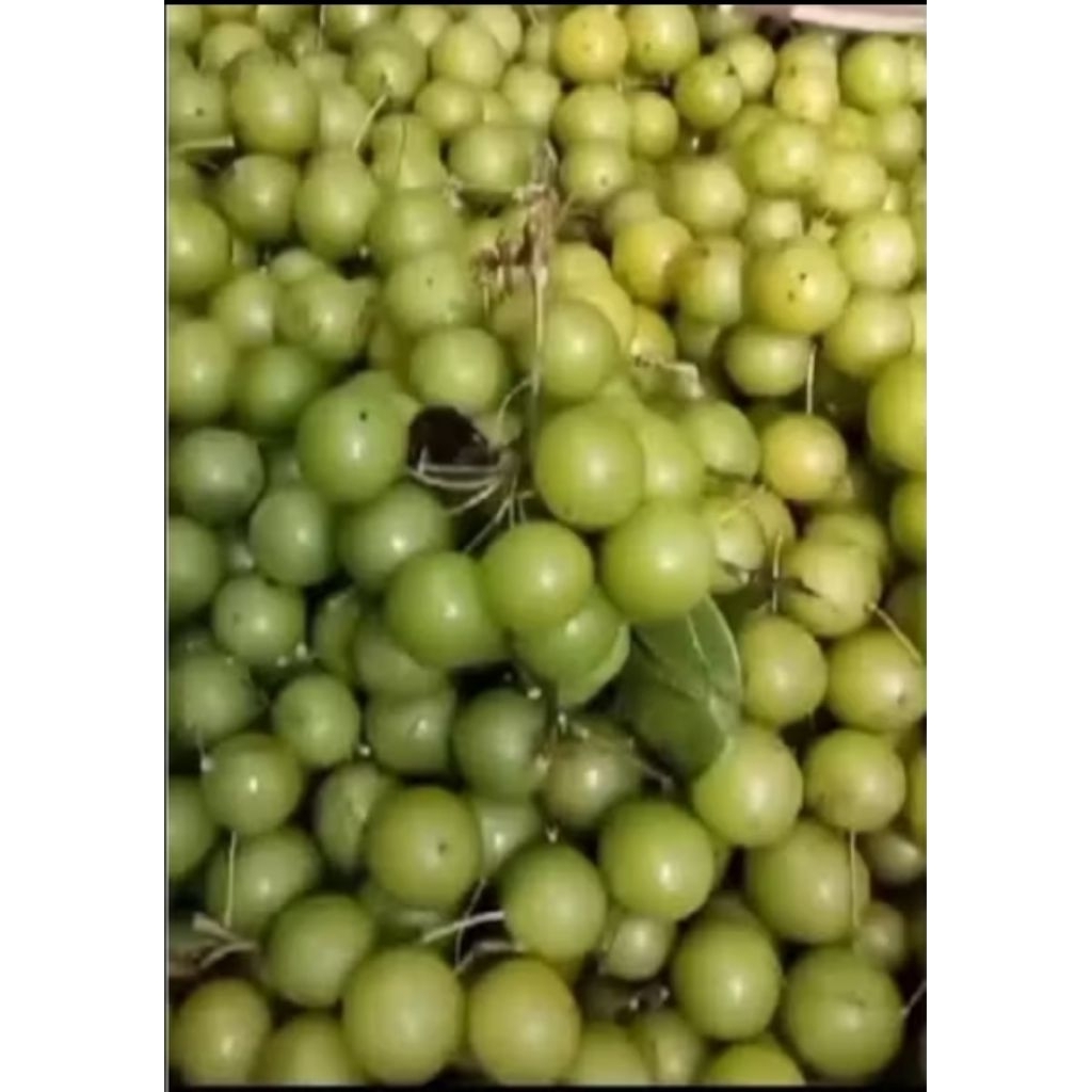 

buah angur hutan/canar bogor si asam segar