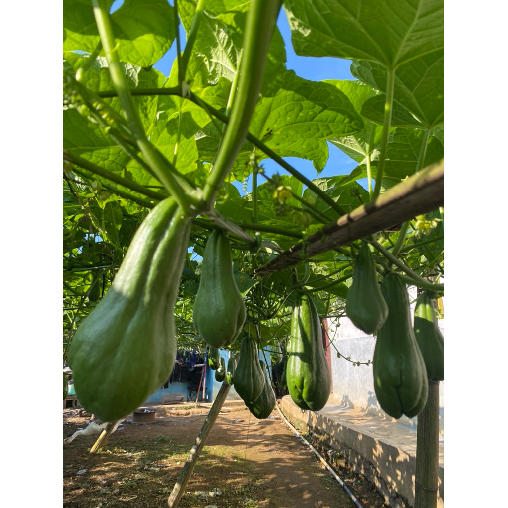 

labu siam/jipang hitam jumbo