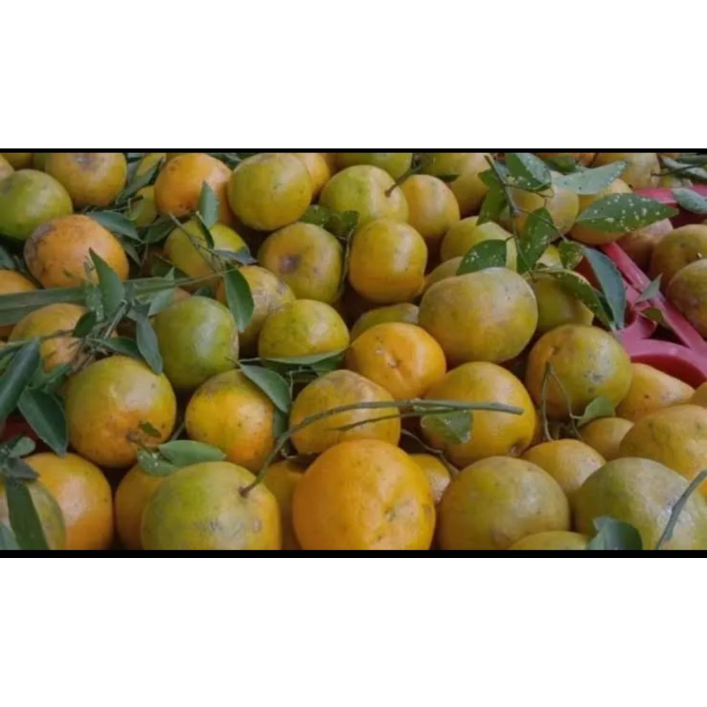 

Jeruk Siam madu/Jeruk Kupas/Jeruk siem madu 1 Kg