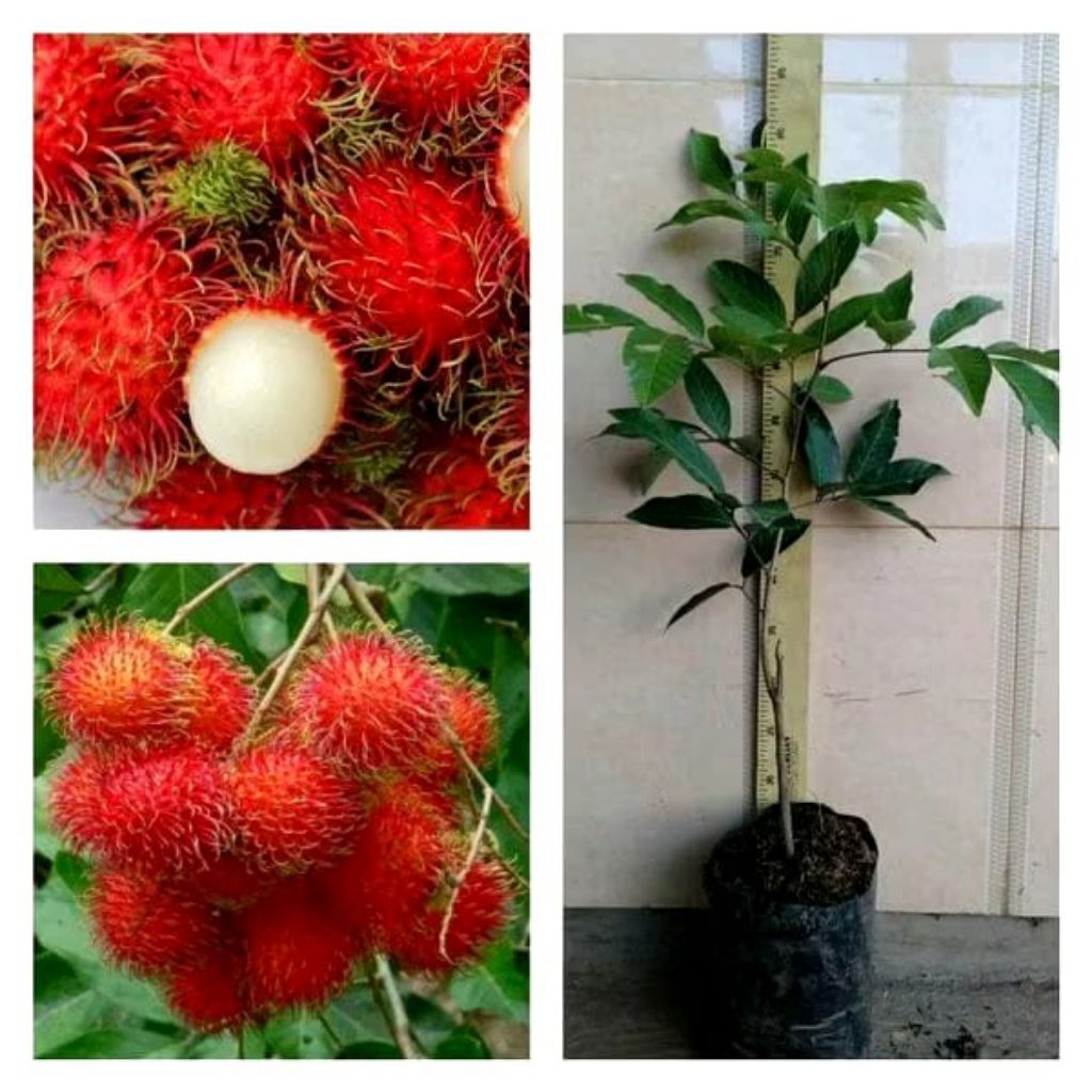 

bibit buah rambutan segar