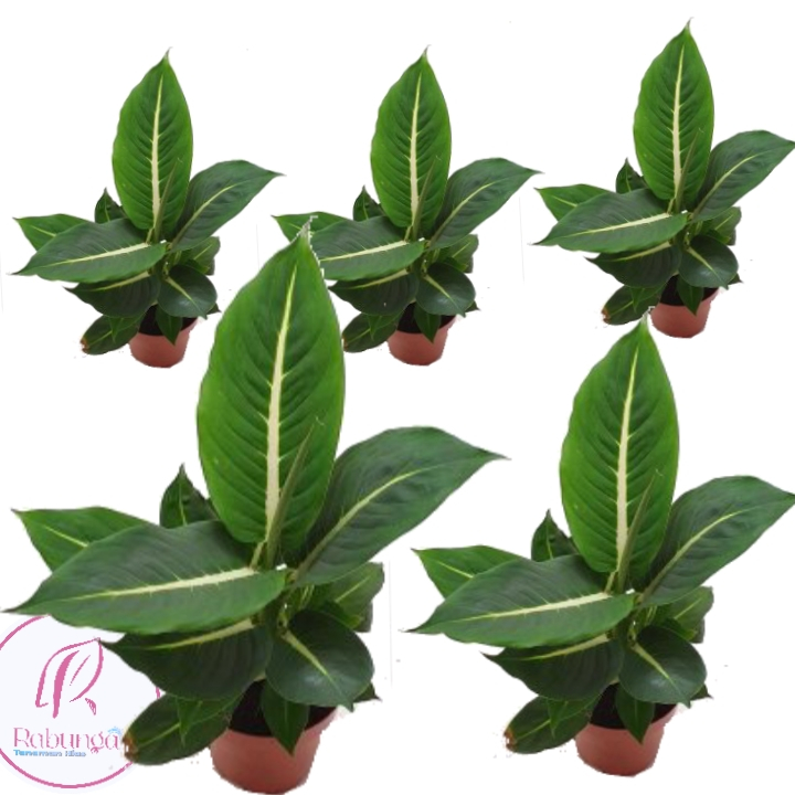 TANAMAN HIAS AGLONEMA BLANCENG NEON>AGLONEMA BLANCENG NEON> AGLONEMA