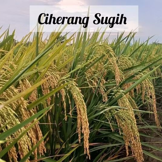benih padi ciherang sugih