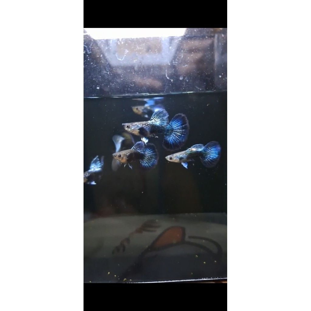Guppy Blue Dragon Halfmoon  | Grade A+ | Hiasan Akuarium