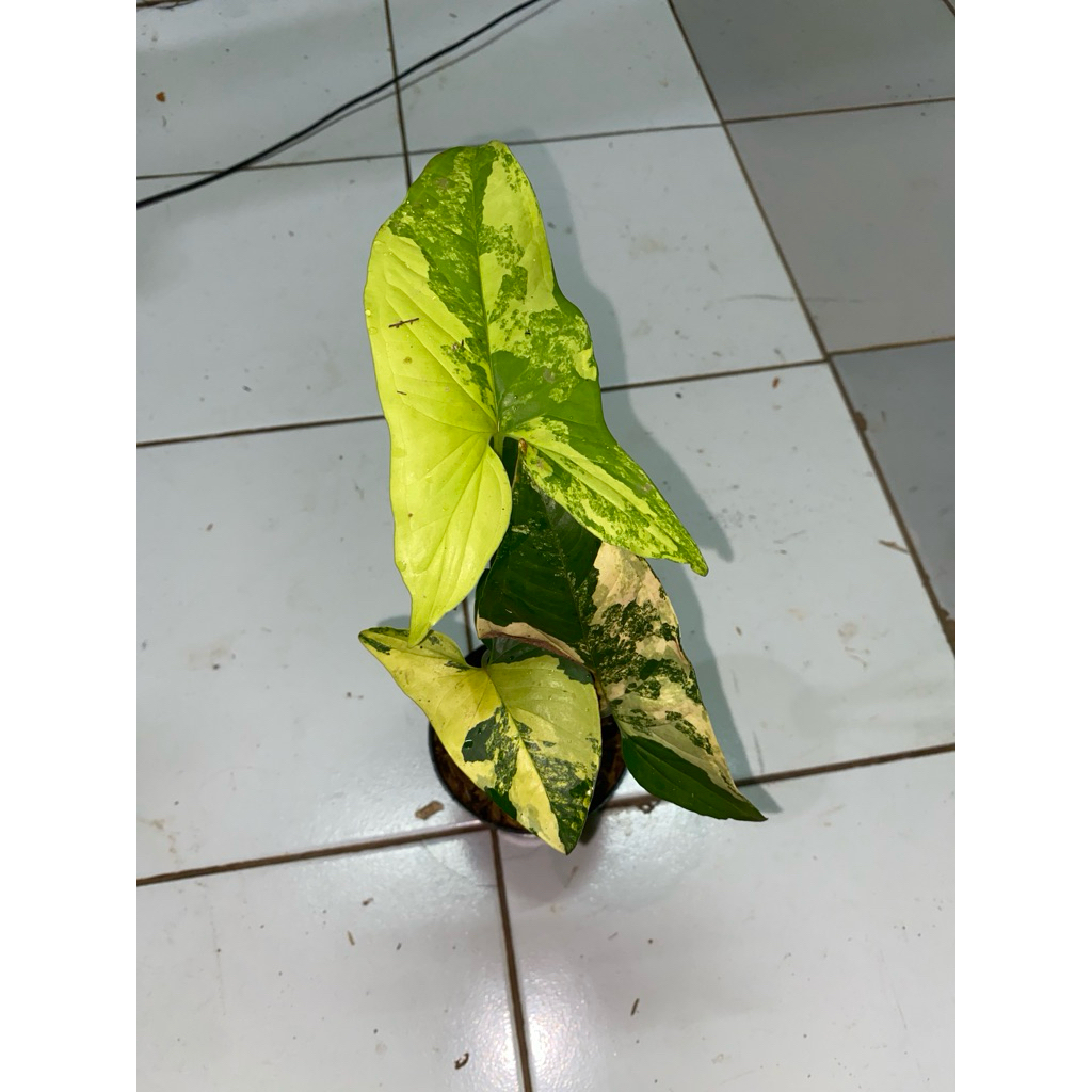 Syngonium yellow/syngonium kuning