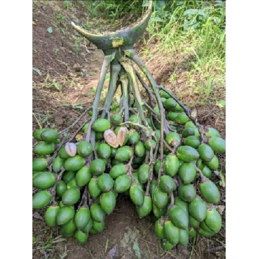 

ready buah pinang buah Jambe muda/500 geram