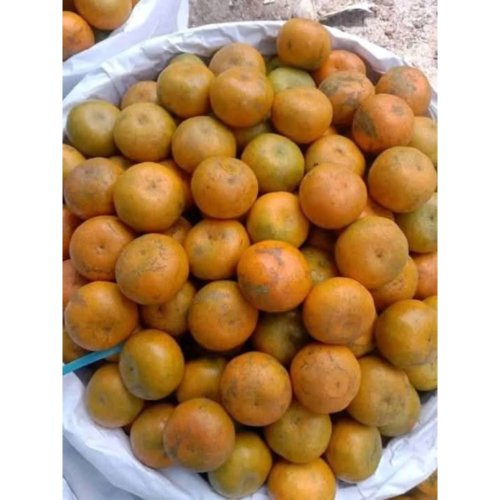 

Jeruk medan manis 5kg promo grosir