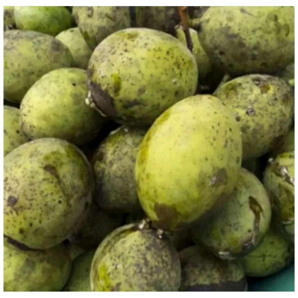 

Buah Limus Muda / buah bakcang Muda per 1 Kg