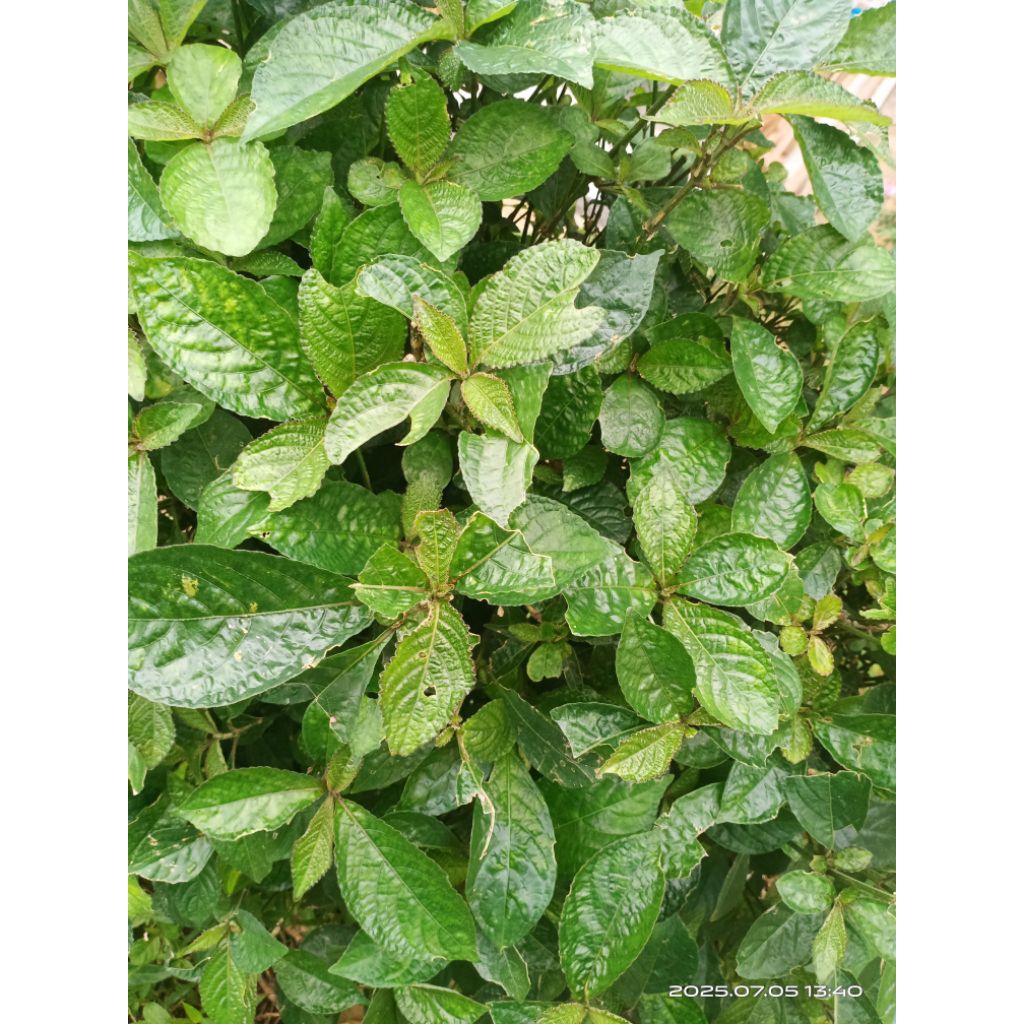 

daun keji beling/pecah beling segar 40 lembar