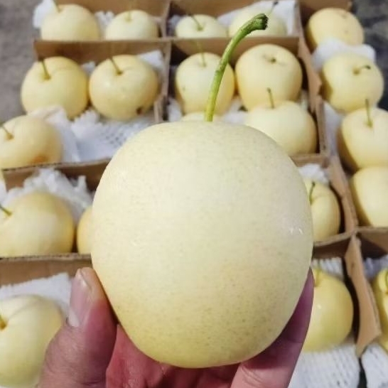 

Pear Manis Premium Segar 1Kg Buah Import Fresh