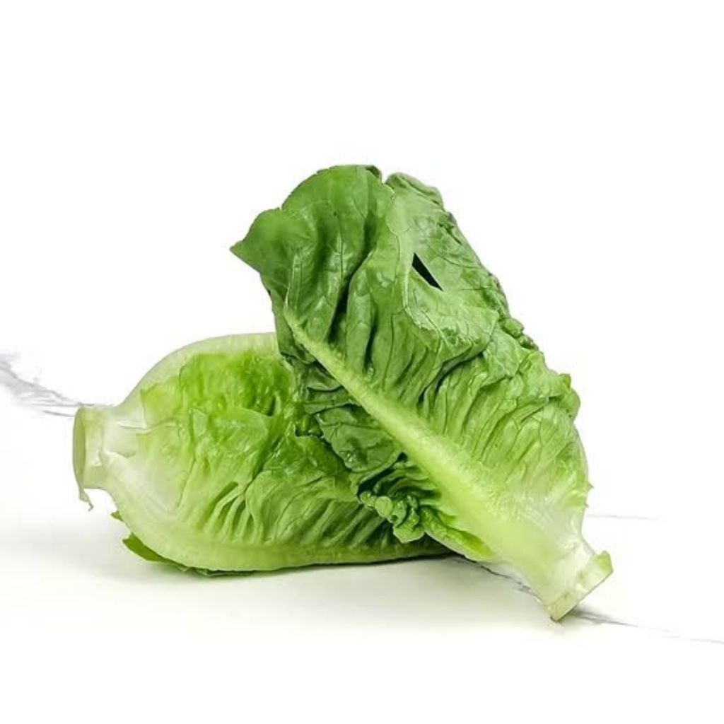 

Baby Romaine - Daun Selada Mini Sehat & Siap Konsumsi