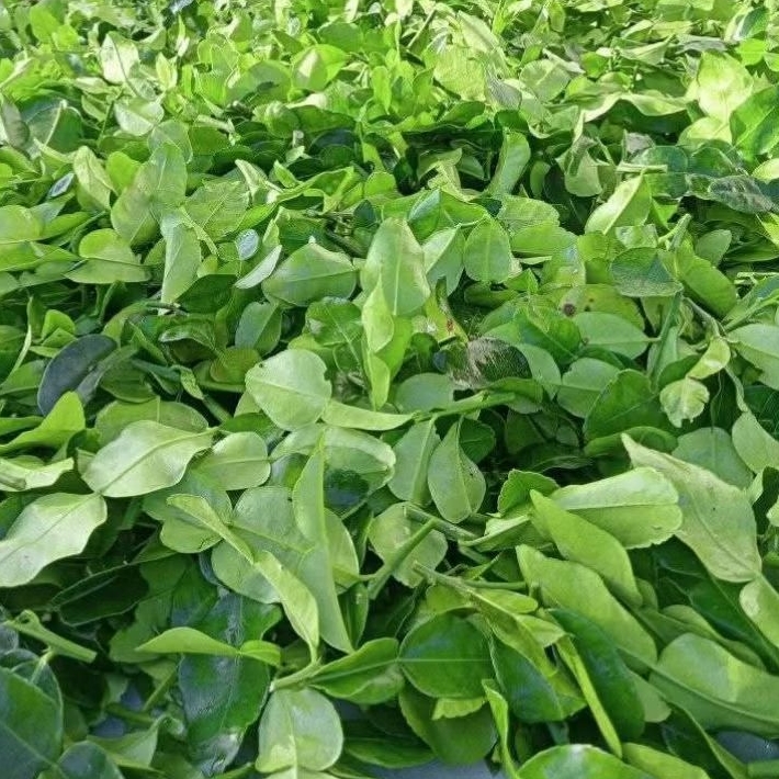 

Daun jeruk 100gr