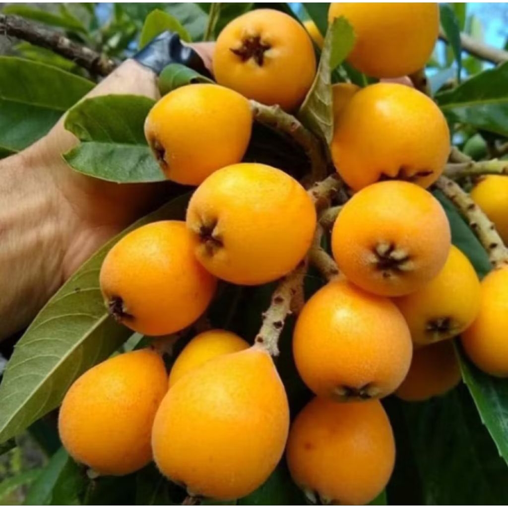 Bibit Tanaman Buah Leci Biwa | Bibit Buah Leci Biwa | Buah Leci Kuning | Buah Leci Loquat