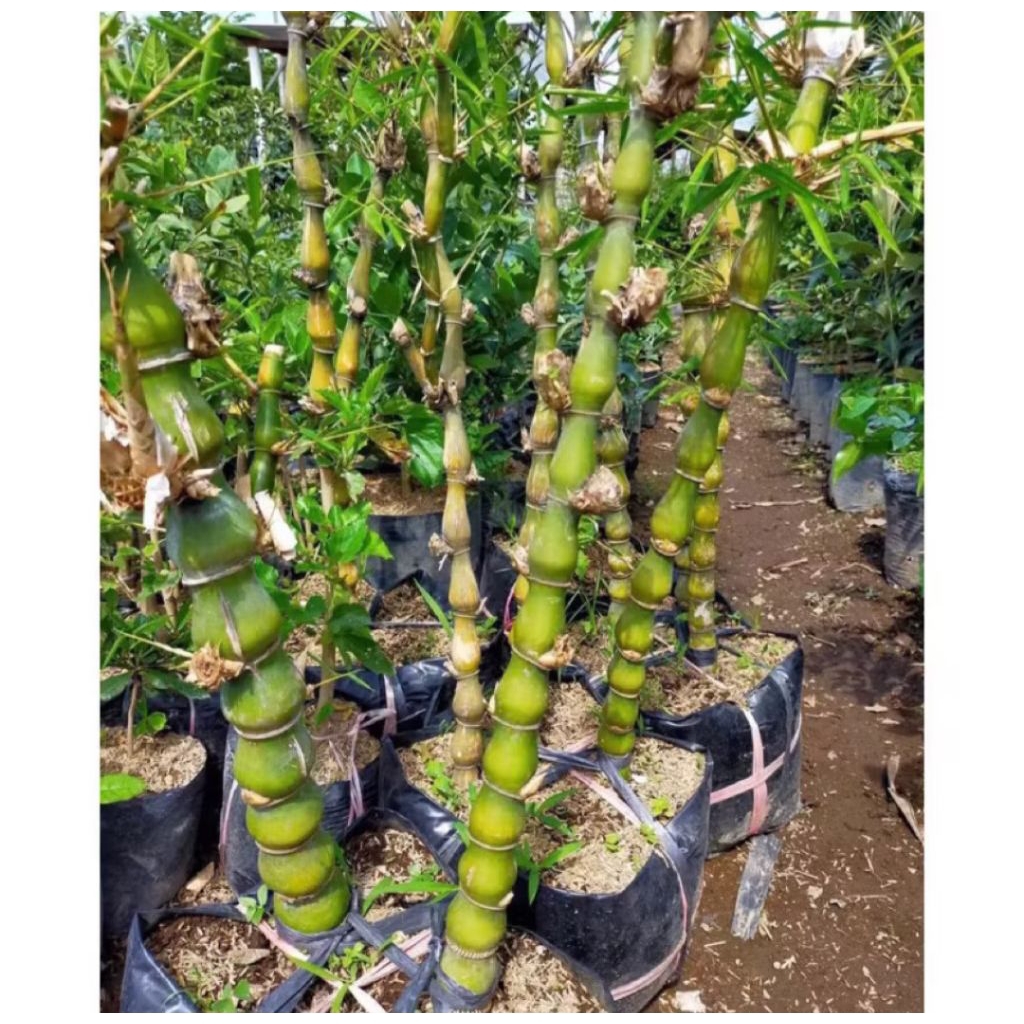 Tanaman Hias Bambu Nagin | Bambu Tasbih | Bambu Gendang