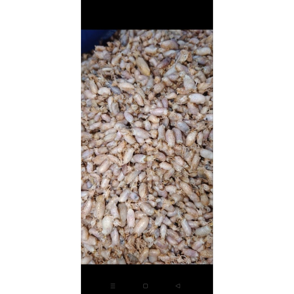 

babycumi size mini sedang rata