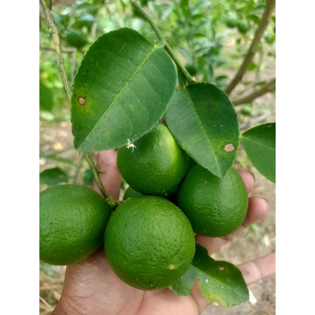 

jeruk nipis(1kg)fress bwi