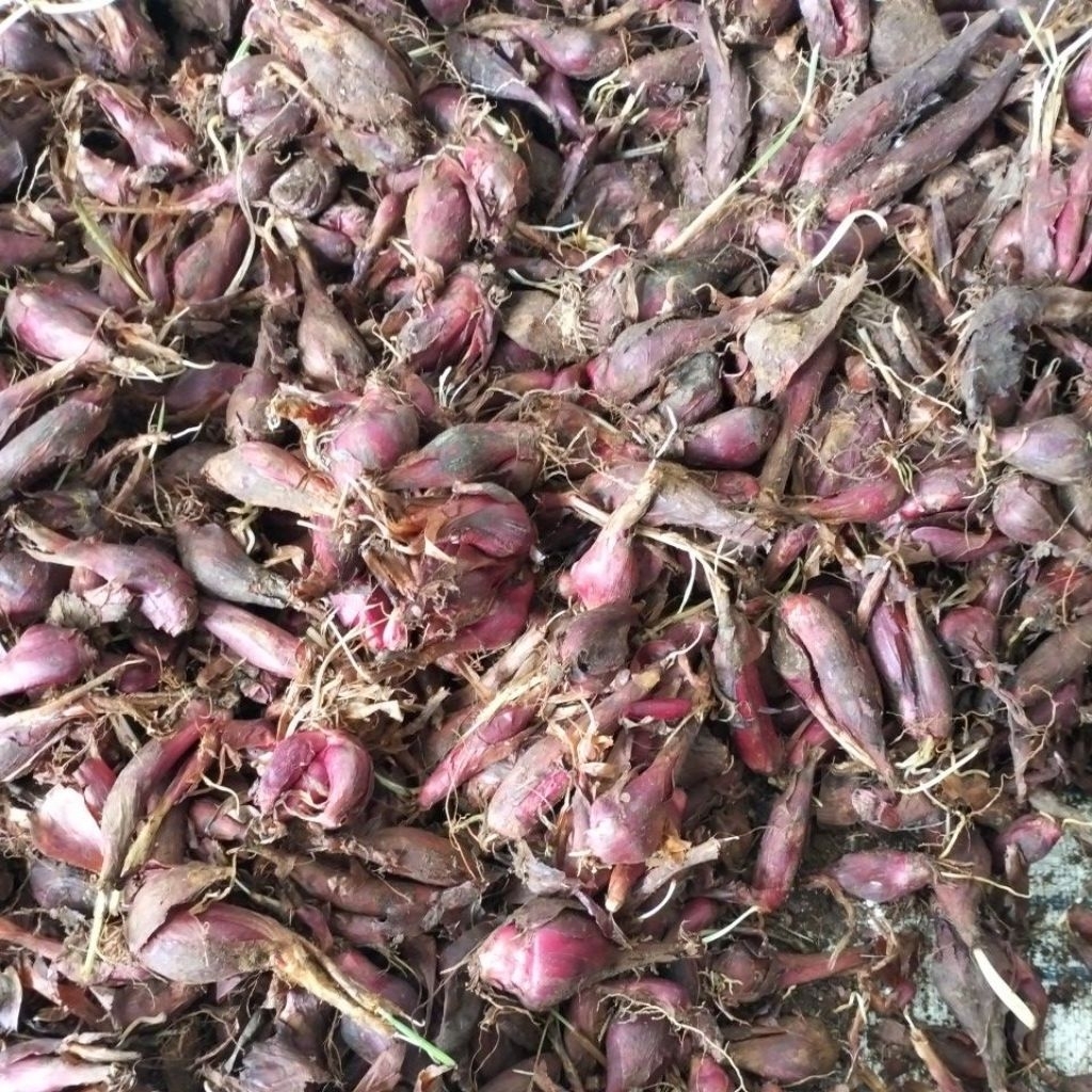 

Bawang Dayak Segar Organik Langsung Dari Kebun 1Kg
