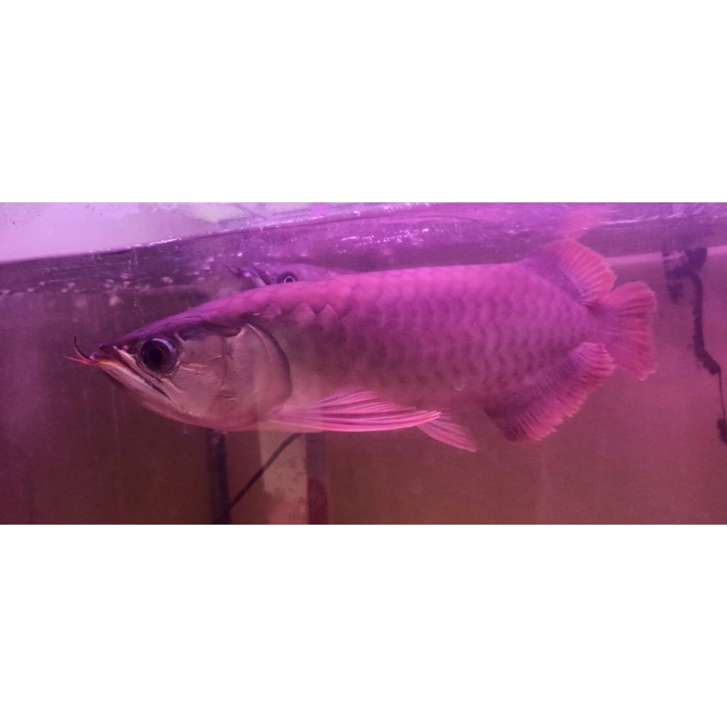 Arwana Banjar 40-45cm