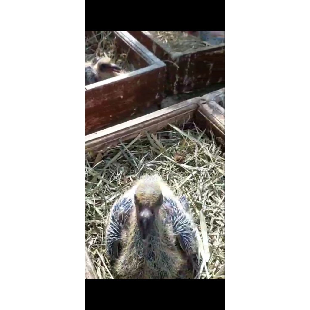 Piyik Merpati Pos Lolohan/Mandiri Pedigree Random