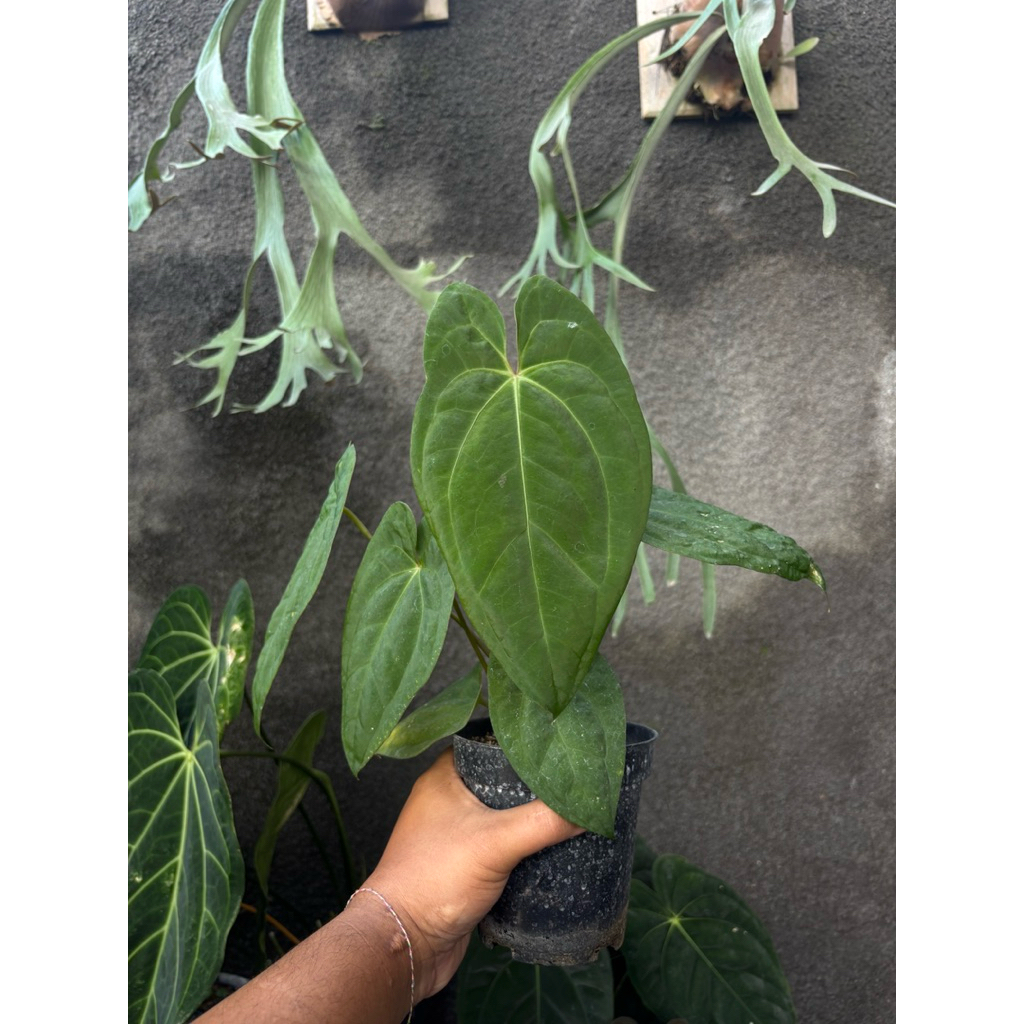 Anthurium Dark Phoenix