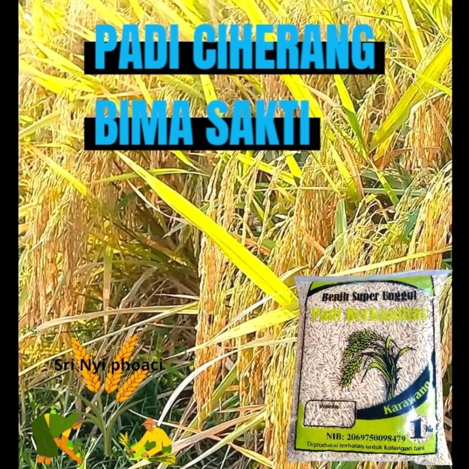 Benih padi super unggul varietas Ciherang Bima sakti berbobot paket 5kg