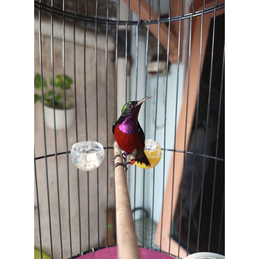 Konin metalik gacor (Rajin bunyi)