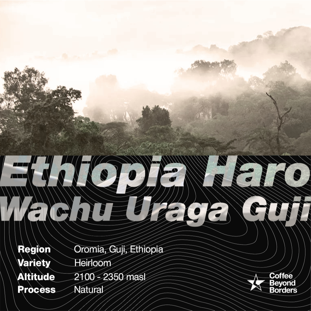 Ethiopia Haro Wachu Uraga Guji