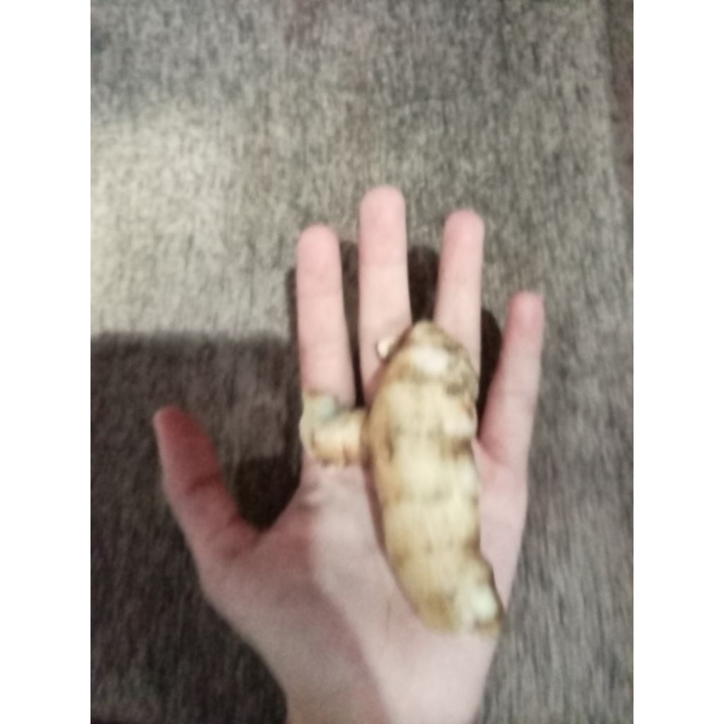 

250 Gr Kunyit Putih Segar Asli Dari Kebun Sendiri