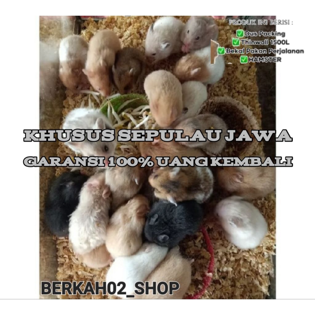 

packing kardus+semua jenis (kirim sepulau jawa)