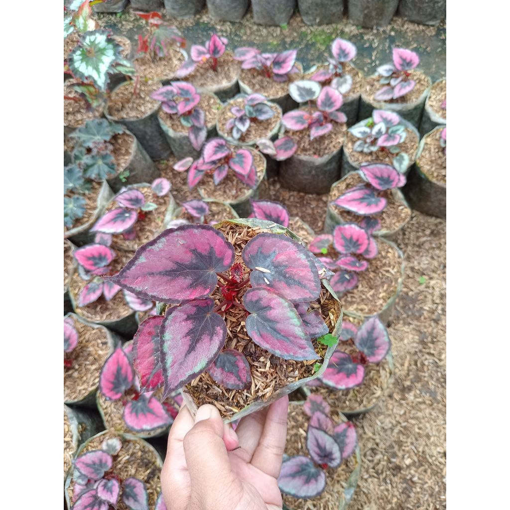 Begonia Red Pita