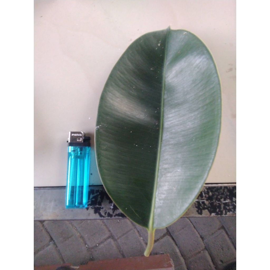 

Daun karet kebo segar ukuran jumbo