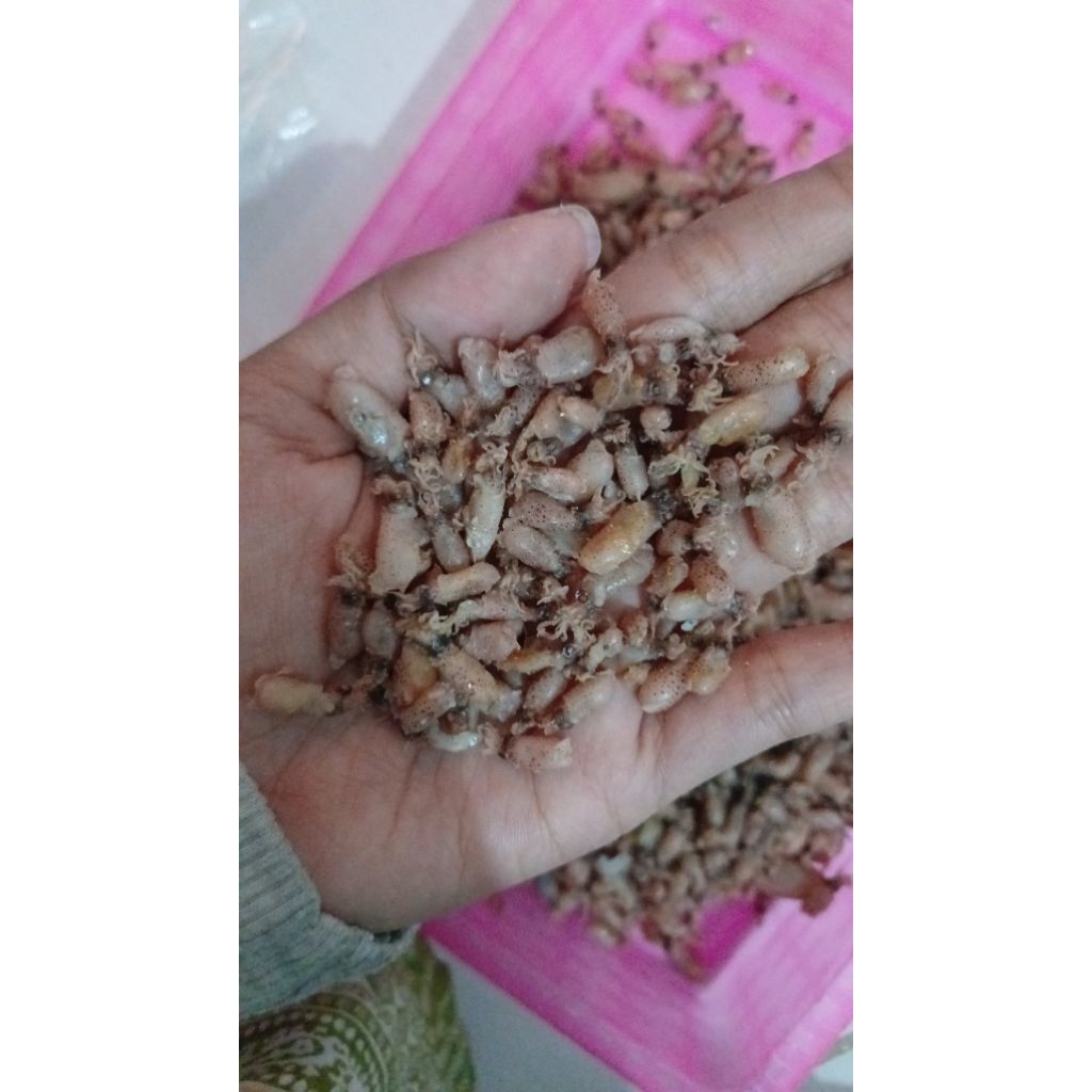 

SUPER BABY CUMI PREMIUM GREAD A uk 0,5-1cm 500gr