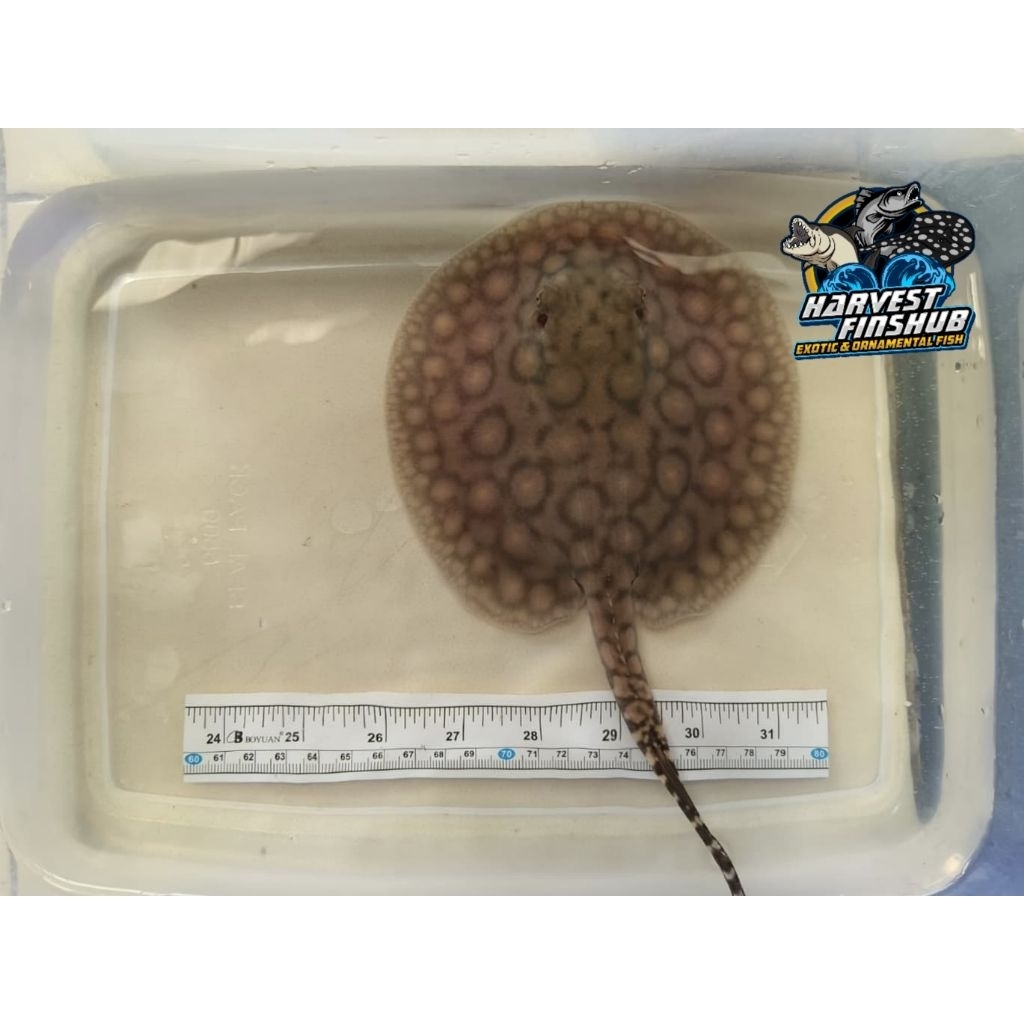 ikan pari hias motoro marble