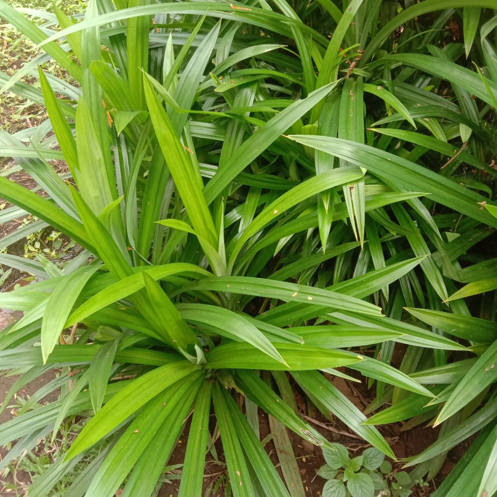 

Tanaman Daun Pandan Wangi